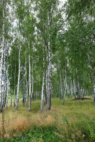 Summer landscape with birch trees