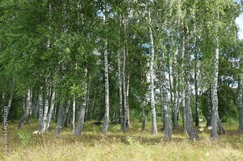 Fototapeta Naklejka Na Ścianę i Meble -  Summer landscape with birch grove