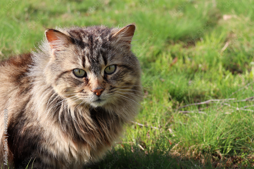 Portrait of a gray fluffy cat on green grass on the summer lawn. 