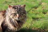 Portrait of a gray fluffy cat on green grass on the summer lawn. 