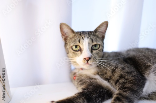 Happy tabby cat lovely comfortable Stay home with cat in the room. Cat Eyes Looking