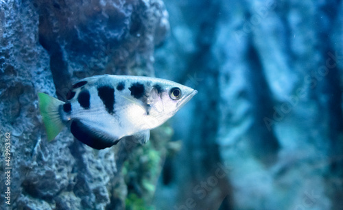 Common Archer Fish in aquarium. Freshwater fish