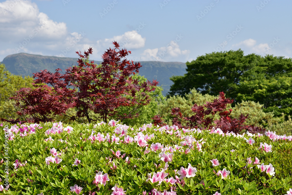 Fototapeta premium Image of Scenery of Aso [April]