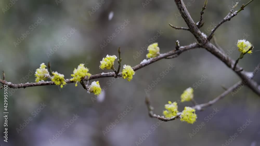 In winter, heavy snow blowing and falling on branches with yellow buds In winter, heavy snow blowing and falling on branches with yellow buds