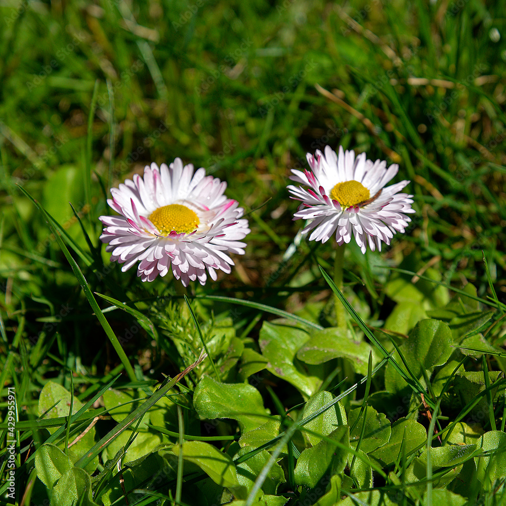 A spring flowering plant called daisy. Photos were taken in parks and squares of the city of Białystok in Podlasie, Poland. A spring flowering plant called daisy. Photos were taken in parks and squares of the city of Białystok in Podlasie, Poland.