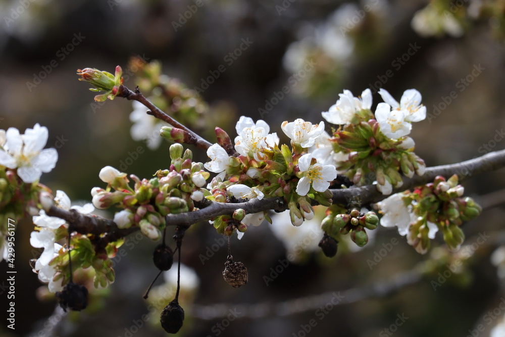 Kirschenblüte, Kirschbaum, Obstbaumblüte Kirschenblüte, Kirschbaum, Obstbaumblüte