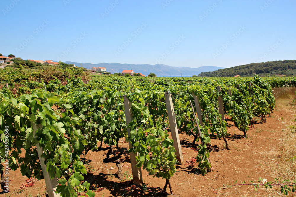 Walking through the vineyards in Lumbardo on the Island of Korcula, Croatia