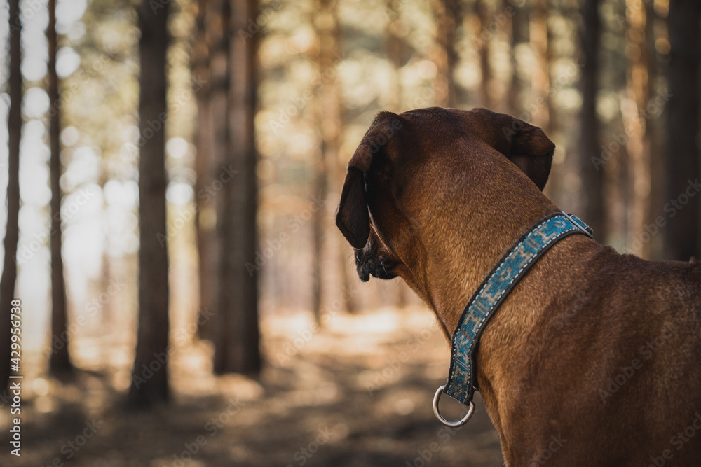 Beautiful dog rhodesian ridgeback hound outdoors on a forest background. A close-up portrait of a dog Beautiful dog rhodesian ridgeback hound outdoors on a forest background. A close-up portrait of a dog