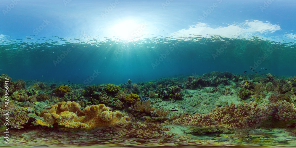 Naklejka premium Tropical fishes and coral reef at diving. Beautiful underwater world with corals and fish. 360 panorama VR