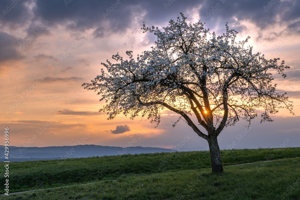 Blühender Apfelbaum