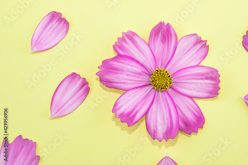 Creative minimal flat lay art composition. Pink flowers on a yellow background. Creative abstract background concept art.