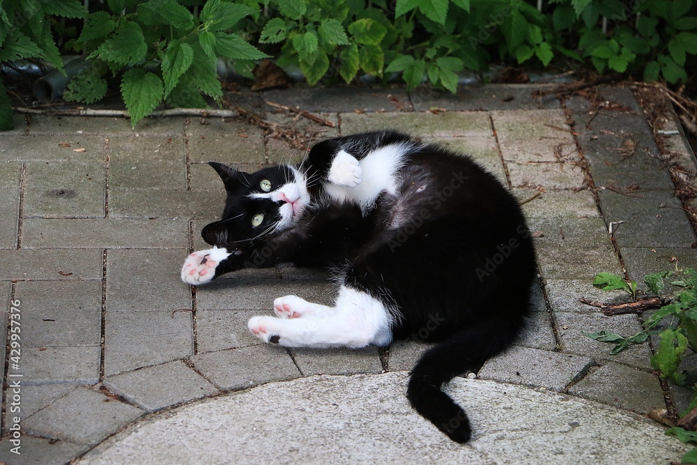 funny black and white cat is rolling on the terrace funny black and white cat is rolling on the terrace