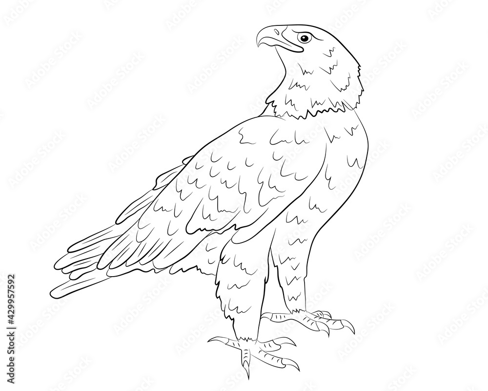 Fototapeta premium Cartoon wild eagle isolated on a white background. Vector illustration.