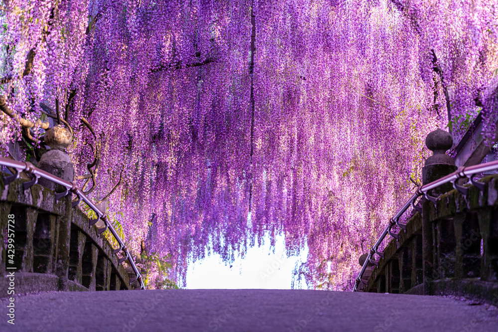 wisteria blooming over bridge, japan - obrazy, fototapety, plakaty 