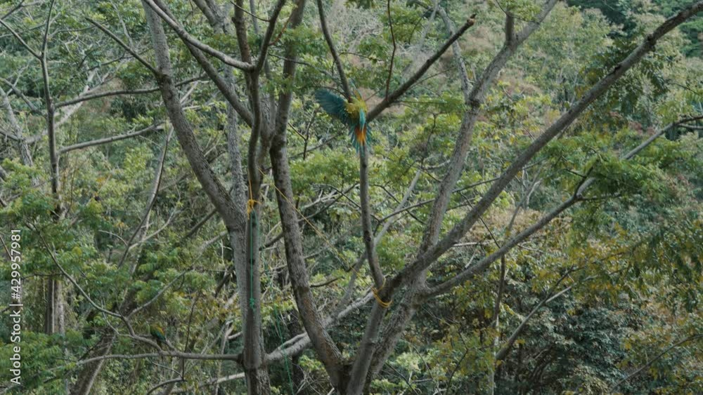 Slow motion tracking shot of wild Ara Ambiguus Parrot flying and landing on branch of tree. Great Green Macaw Sanctuary in Costa Rica. Slow motion tracking shot of wild Ara Ambiguus Parrot flying and landing on branch of tree. Great Green Macaw Sanctuary in Costa Rica.