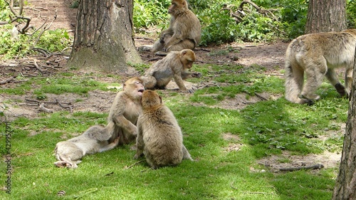  2014 - 06 - Mueritz - 15 - Malchow - Affenwald 32 