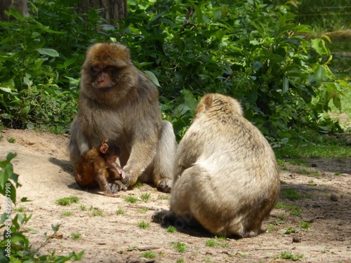  2014 - 06 - Mueritz - 15 - Malchow - Affenwald 41 