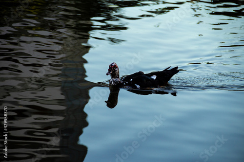 Um pato nadando em um lago e reflexos na superfície da água.