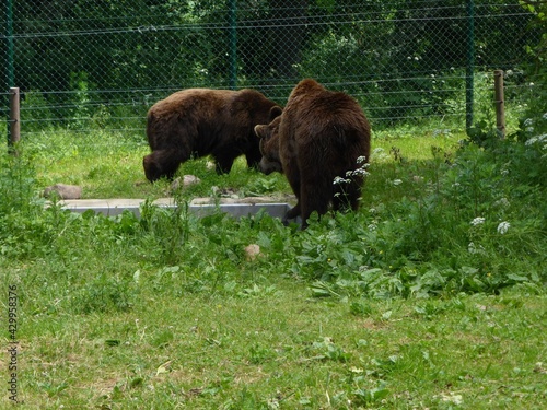  2014 - 06 - Mueritz - 18 - Stuer - Baerenwald 14 