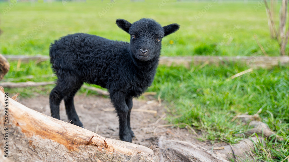 Little black sheep, standing and facing the camera Little black sheep, standing and facing the camera