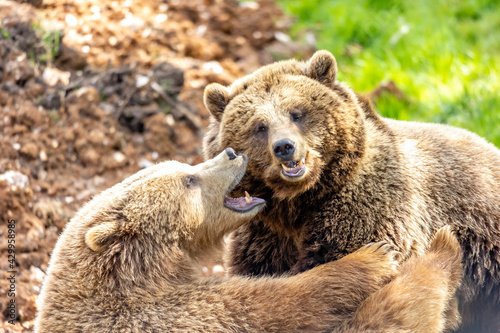 bear play