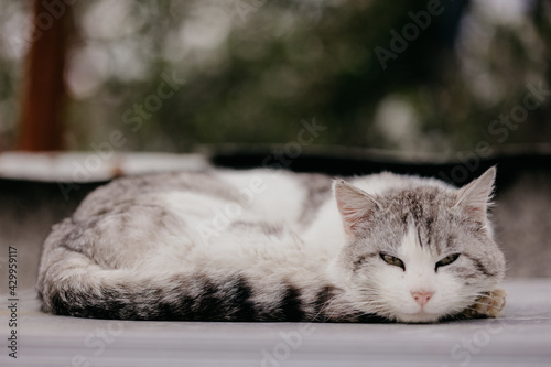 Lazy feline lying outside. Domestic cat showing laziness. Adorable cute animal relaxing.