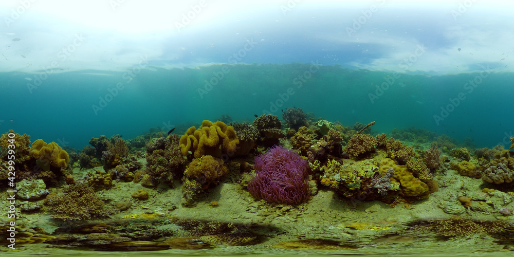 Beautiful underwater world with coral reef and tropical fishes. Colourful tropical coral reef. Philippines. Travel vacation concept 360 panorama VR