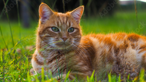 Petit chat roux jouant dans l'herbe, pendant le coucher du soleil, dans un paysage automnal