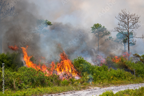 A prescribed burn in Rock Springs Run State Reserve in Florida. © jctabb