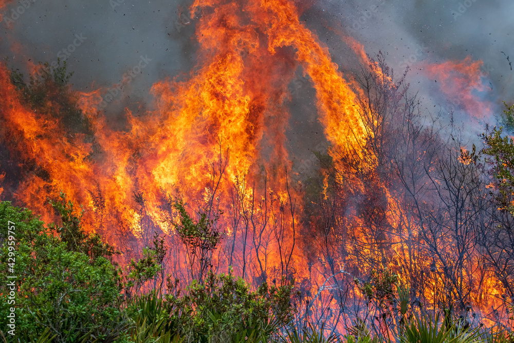 A prescribed burn in Rock Springs Run State Reserve in Florida.