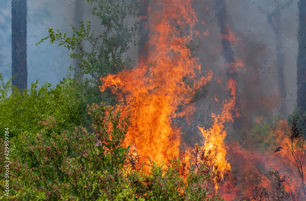 A prescribed burn in Rock Springs Run State Reserve in Florida. A prescribed burn in Rock Springs Run State Reserve in Florida.