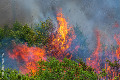 A prescribed burn in Rock Springs Run State Reserve in Florida.