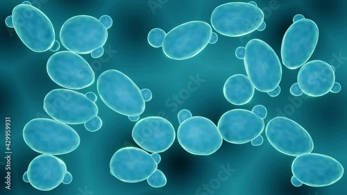 Budding probiotic yeasts, saccharomyces boulardii, cerevisae photo