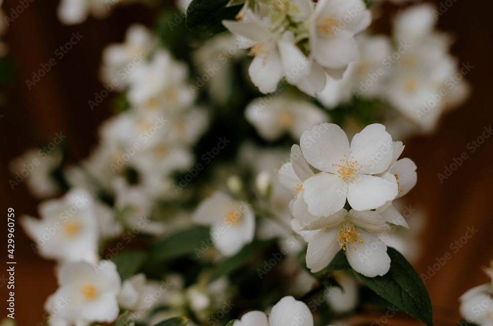 Fototapeta premium Flor blanca con fondo oscuro