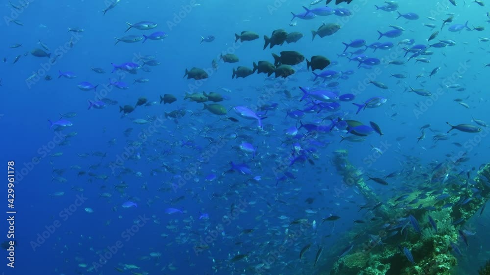 School of fish at Liberty ship wreck. Underwater world of Tulamben, Bali, Indonesia. School of fish at Liberty ship wreck. Underwater world of Tulamben, Bali, Indonesia.