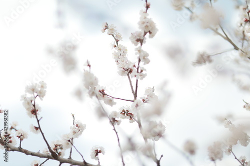 blooming apricot blooms and pleases everyone around