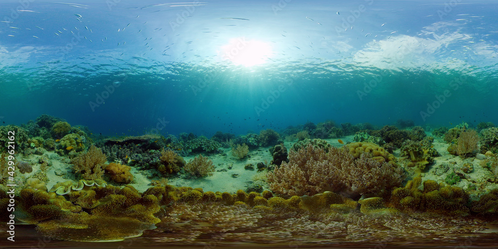 Coral Reef and Fishes Underwater. Underwater fish reef marine. Tropical colorful underwater seascape with coral reef. Philippines. 360 panorama VR