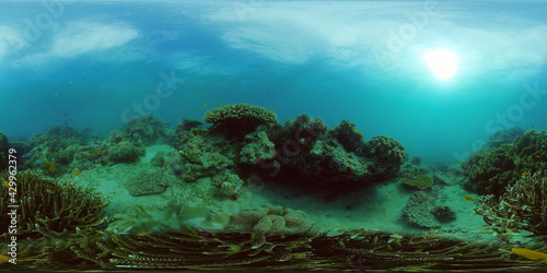 Coral Reef and Fishes Underwater. Underwater fish reef marine. Tropical colorful underwater seascape with coral reef. Philippines. 360 panorama VR