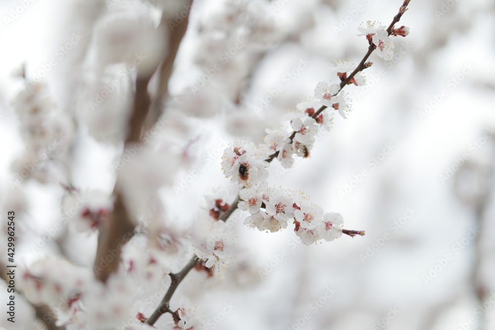 blooming apricot blooms and pleases everyone around