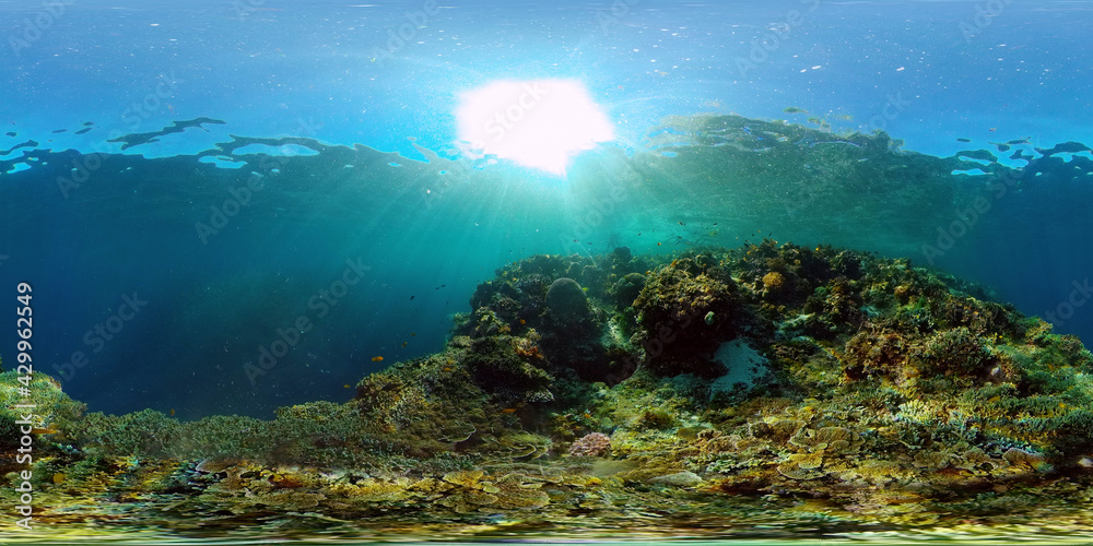 Fototapeta premium Reef Coral Scene. Tropical underwater sea fish. Hard and soft corals, underwater landscape. Philippines. Virtual Reality 360.