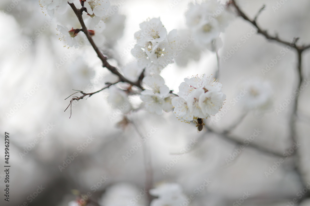 blooming apricot blooms and pleases everyone around blooming apricot blooms and pleases everyone around