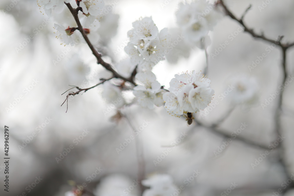 blooming apricot blooms and pleases everyone around