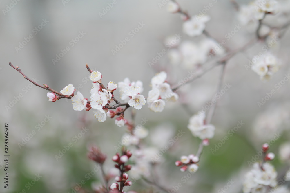 blooming apricot blooms and pleases everyone around blooming apricot blooms and pleases everyone around
