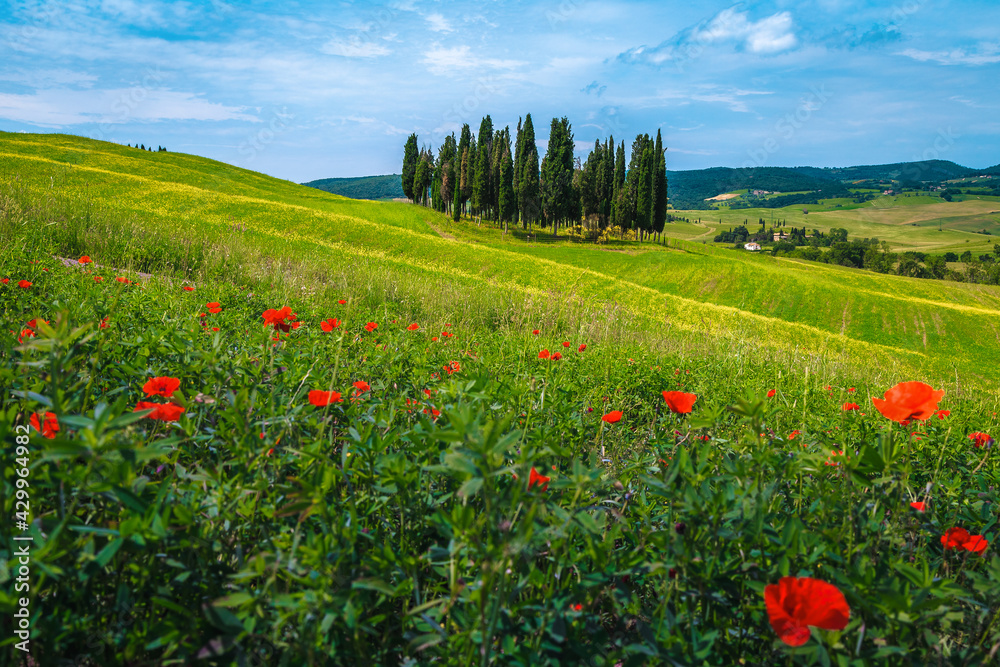 Fototapeta premium Tuscany summer scenery with cypress trees and flowery fields