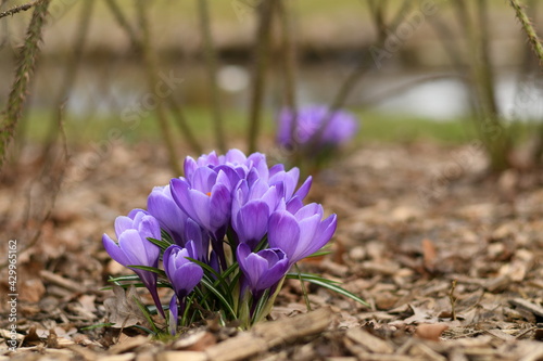 Beautiful violet crocus in the park in the spring  for postcard or to the press.