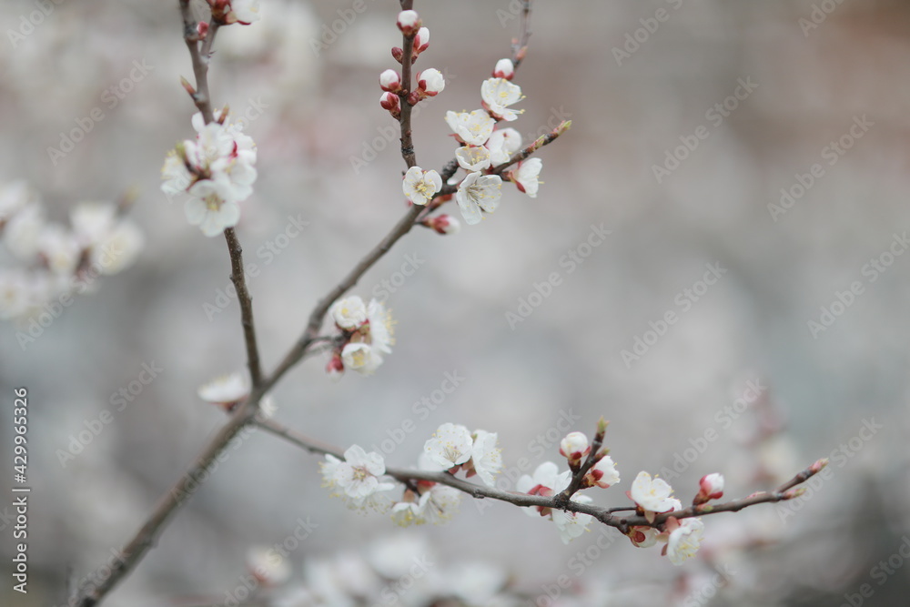 blooming apricot blooms and pleases everyone around blooming apricot blooms and pleases everyone around