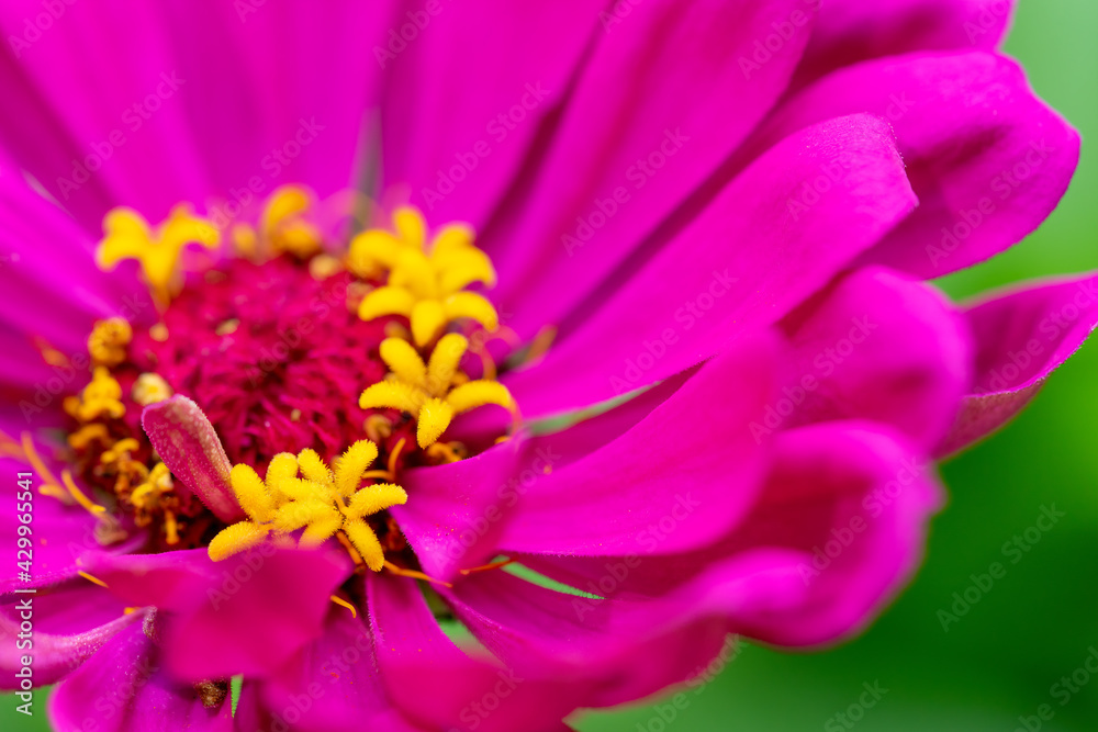 Close up macro of zinnia flower head. selective focus and blurred background Close up macro of zinnia flower head. selective focus and blurred background