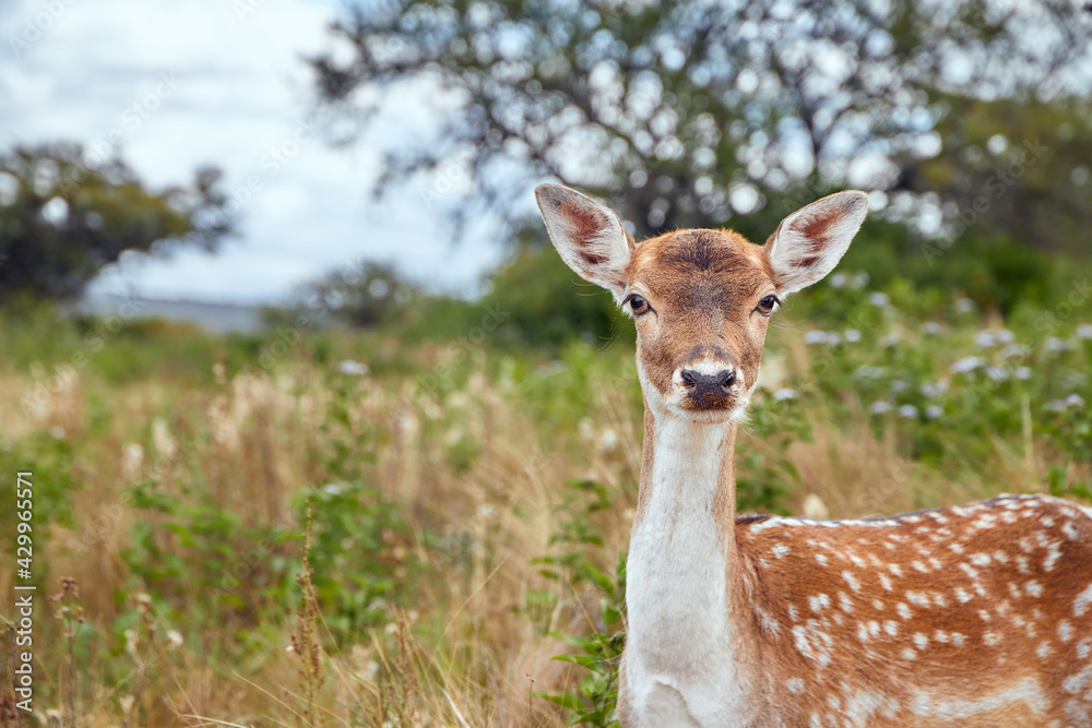 Portrait of a deer watching at the camera standing in a field with white flowers and trees in the background in a natural park. Tatu Carreta, Cordoba, Argentina, South America. Copy space.