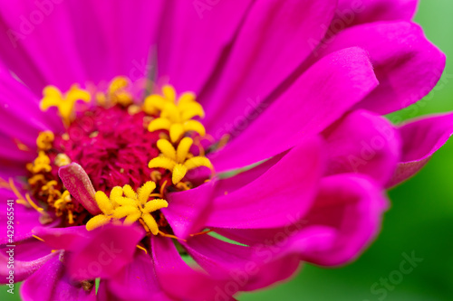 Close up macro of zinnia flower head.   selective focus and blurred background