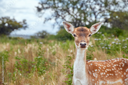 Portrait of a deer watching at the camera standing in a field with white flowers and trees in the background in a natural park. Tatu Carreta, Cordoba, Argentina, South America. Copy space.
